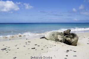Need pair of sunglasses..
Hawaiian monk seal by Jacob Scuba 